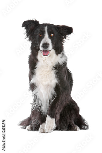 Black and white border collie dog isolated on a white background