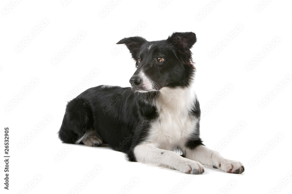 Black and white border collie dog isolated on a white background