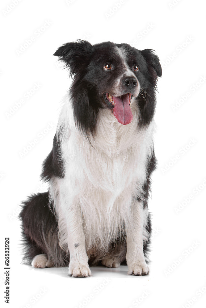 border collie dog sitting and sticking out tongue
