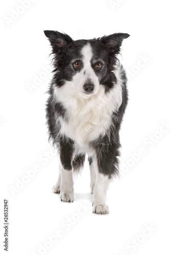 front view of border collie dog stepping, white background