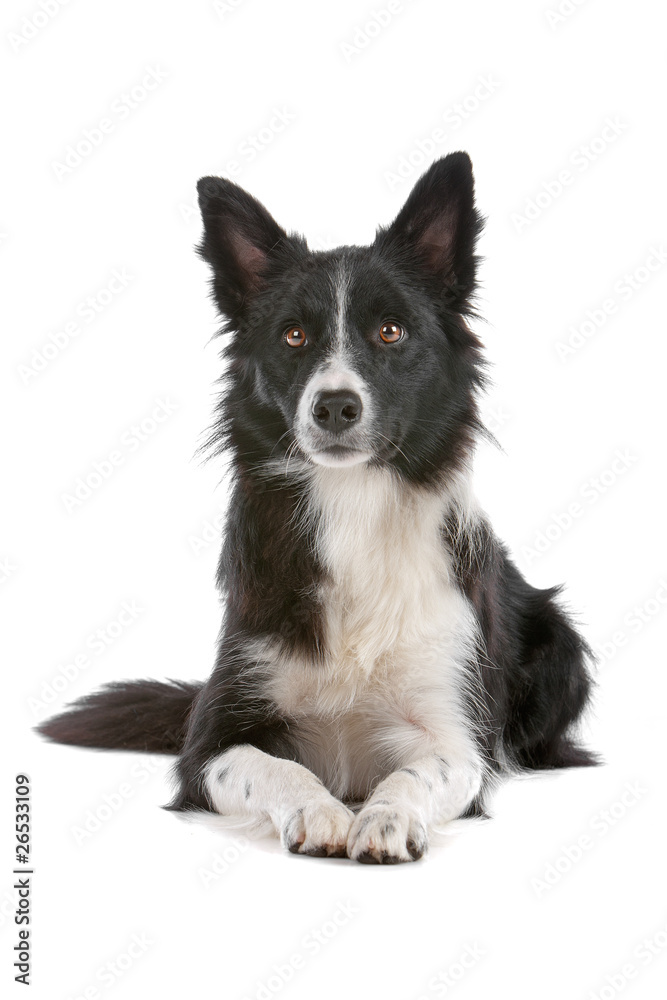 Front view of black and white border collie dog lying