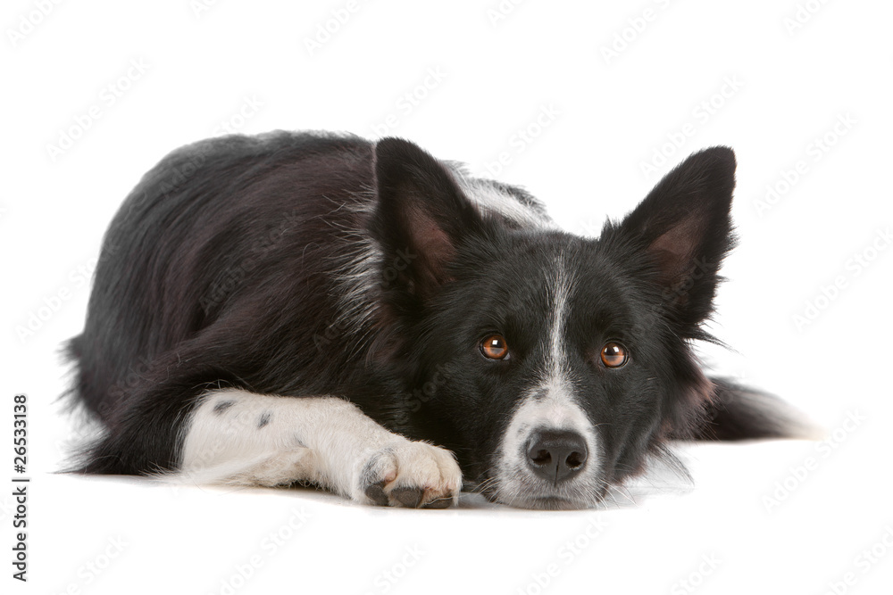 Fototapeta premium Border collie dog resting, isolated on a white background