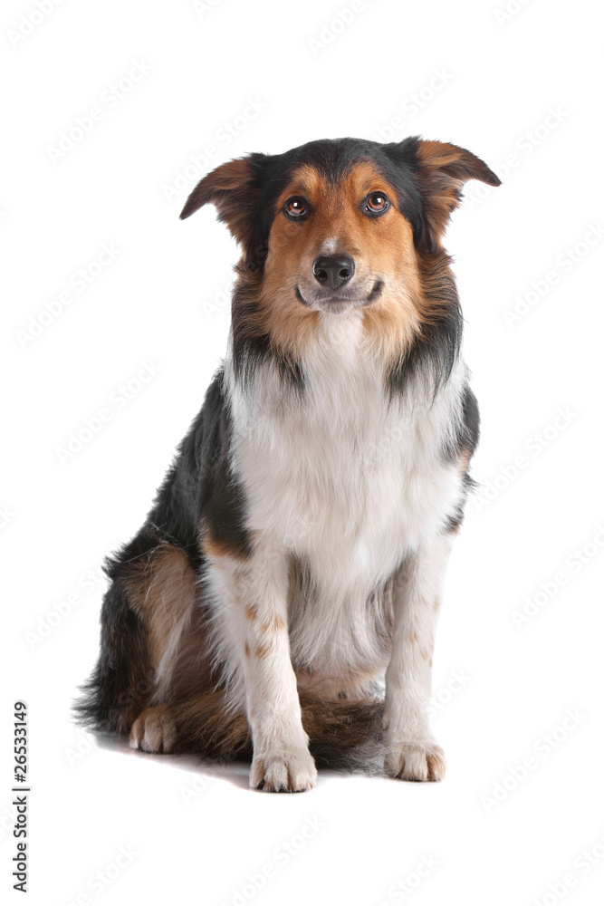 Tri-color border collie dog sitting isolated on a white