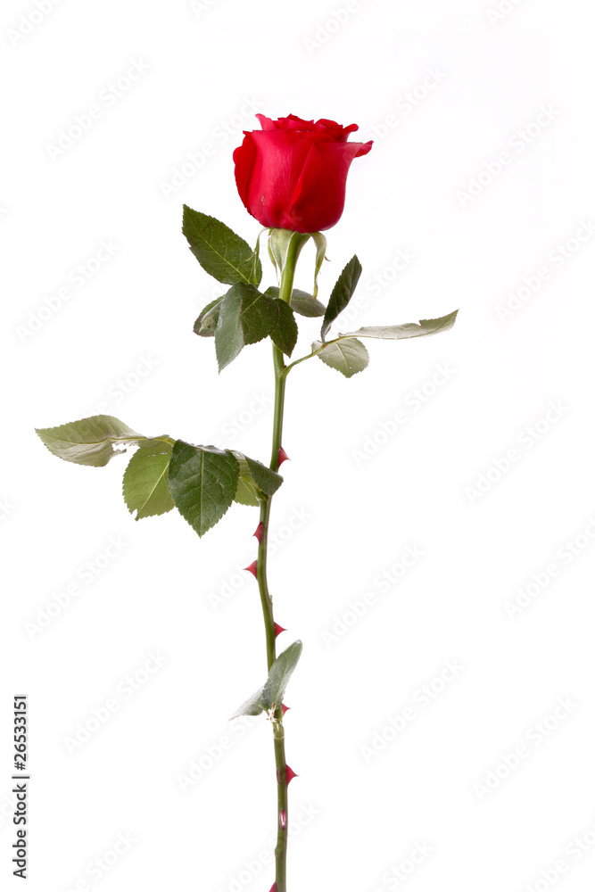 Red rose closeup isolated on white. Red rose closeup isolated on white.