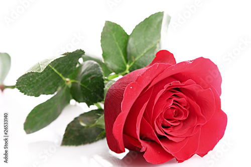 Red rose closeup isolated on white.