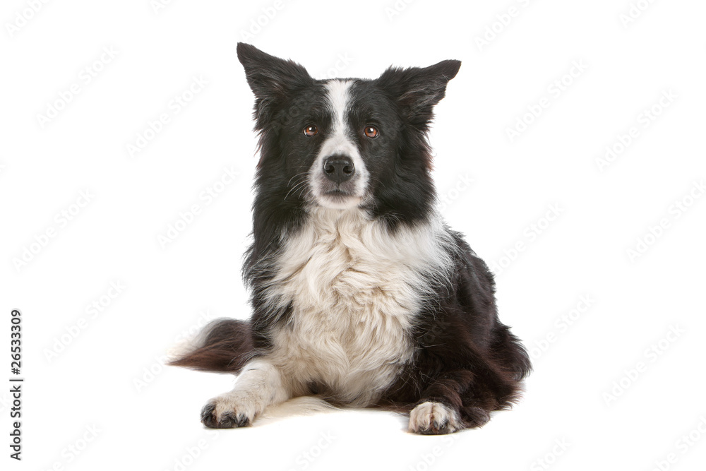 border collie dog lying isolated on a white background border collie dog lying isolated on a white background