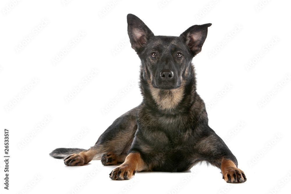 Dutch shepherd dog lying and looking at camera