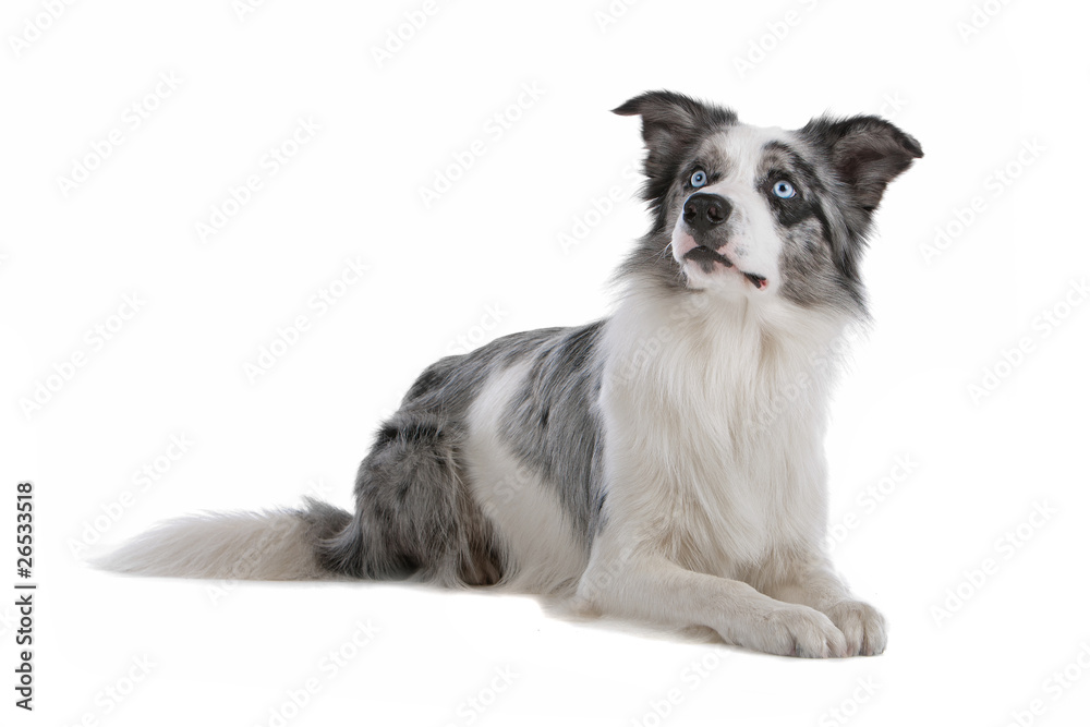 Foto Stock Blue merle border collie dog isolated on a white background |  Adobe Stock