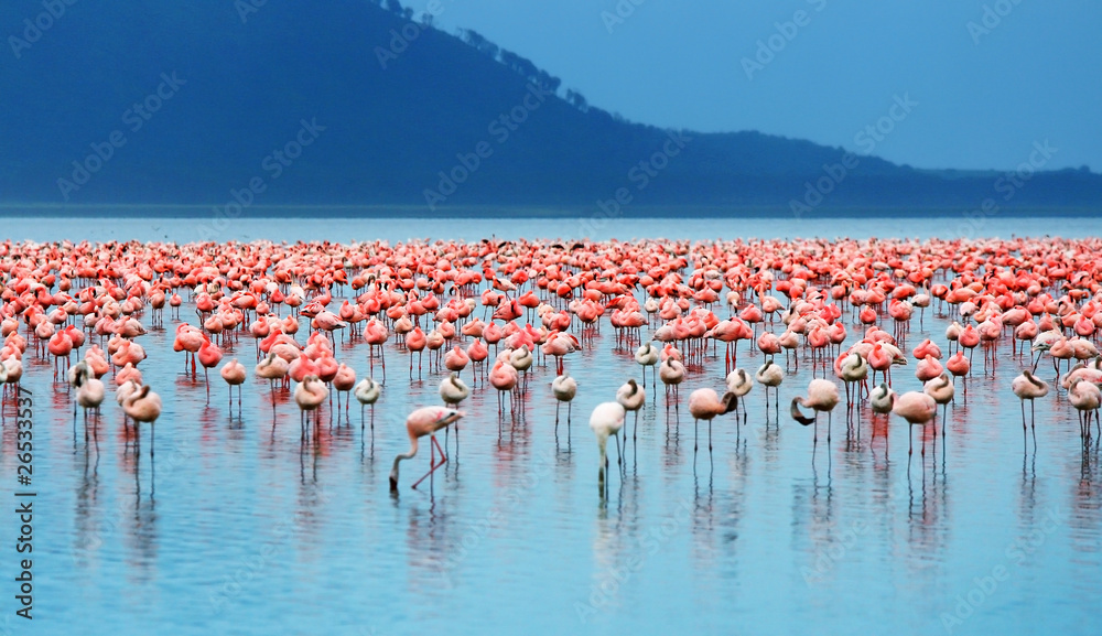 Fototapeta premium Afrykańskie flamingi