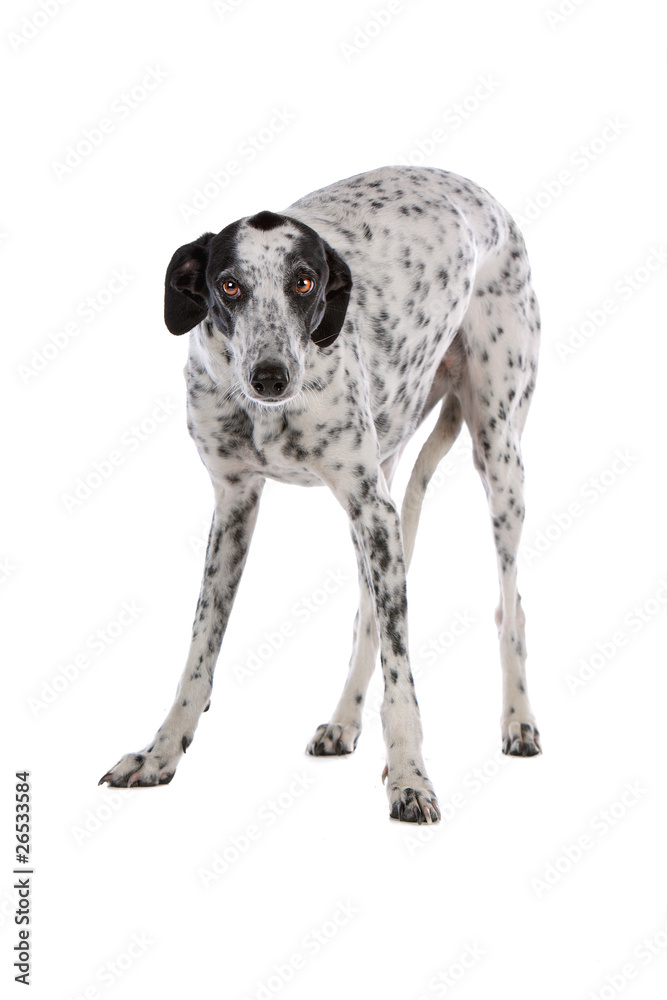 Front view of greyhound isolated on a white background