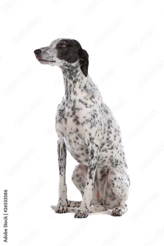 Greyhound dog sitting isolated on a white background Greyhound dog sitting isolated on a white background