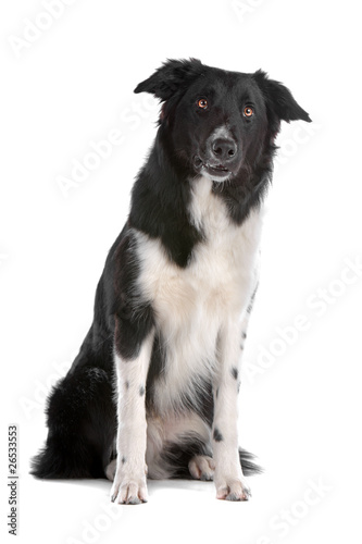 Front view of black and white border collie dog sitting