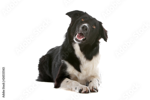 Border collie dog looking  up  isolated on white