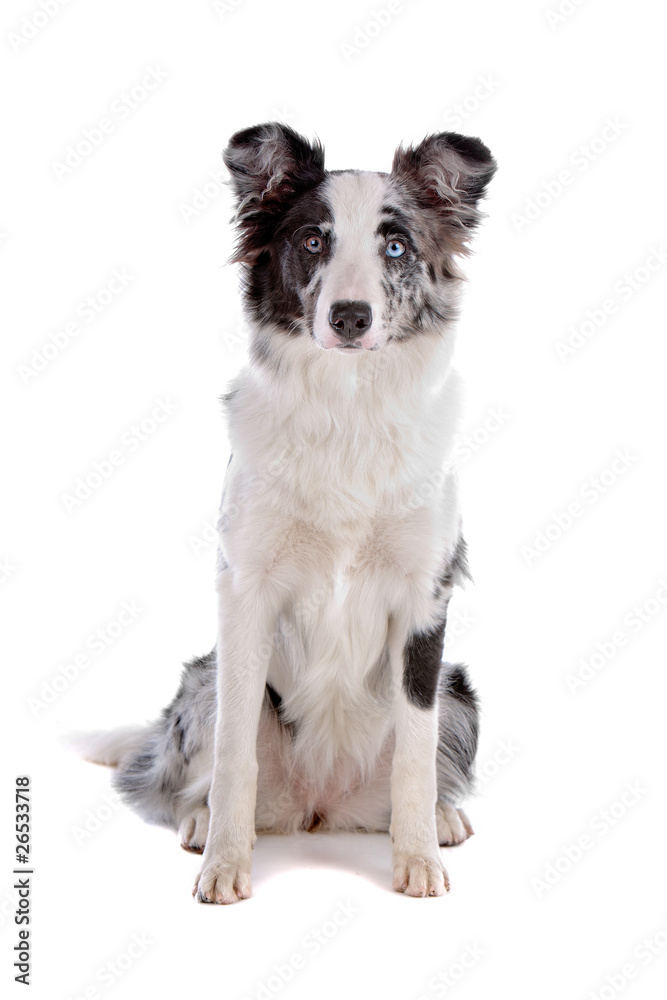 Border collie dog sitting isolated on a white background