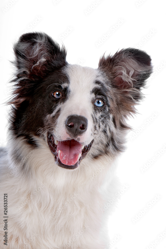 Face of cute border collie dog isolated on white
