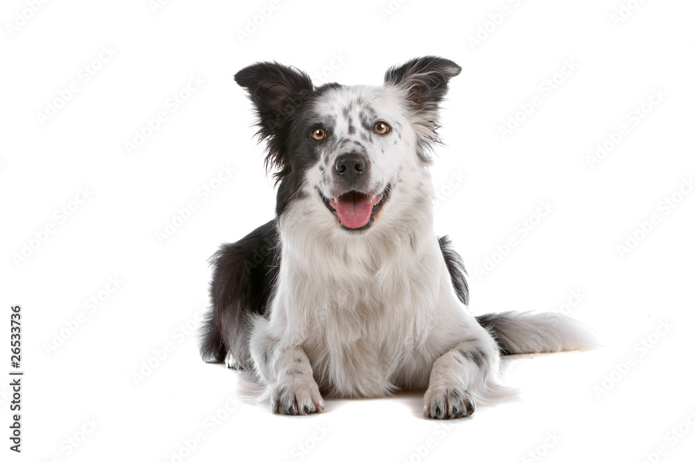 front view of border collie dog isolated on white background