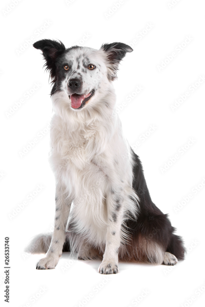 Border collie dog sitting and panting isolated on white