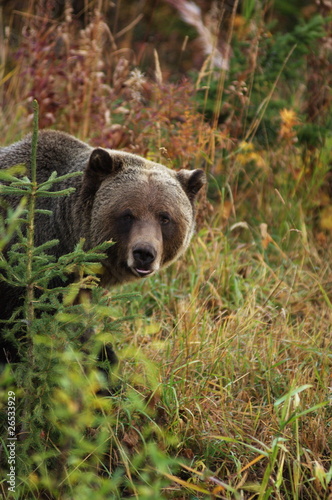 male Grizzly Bear looking past small tree