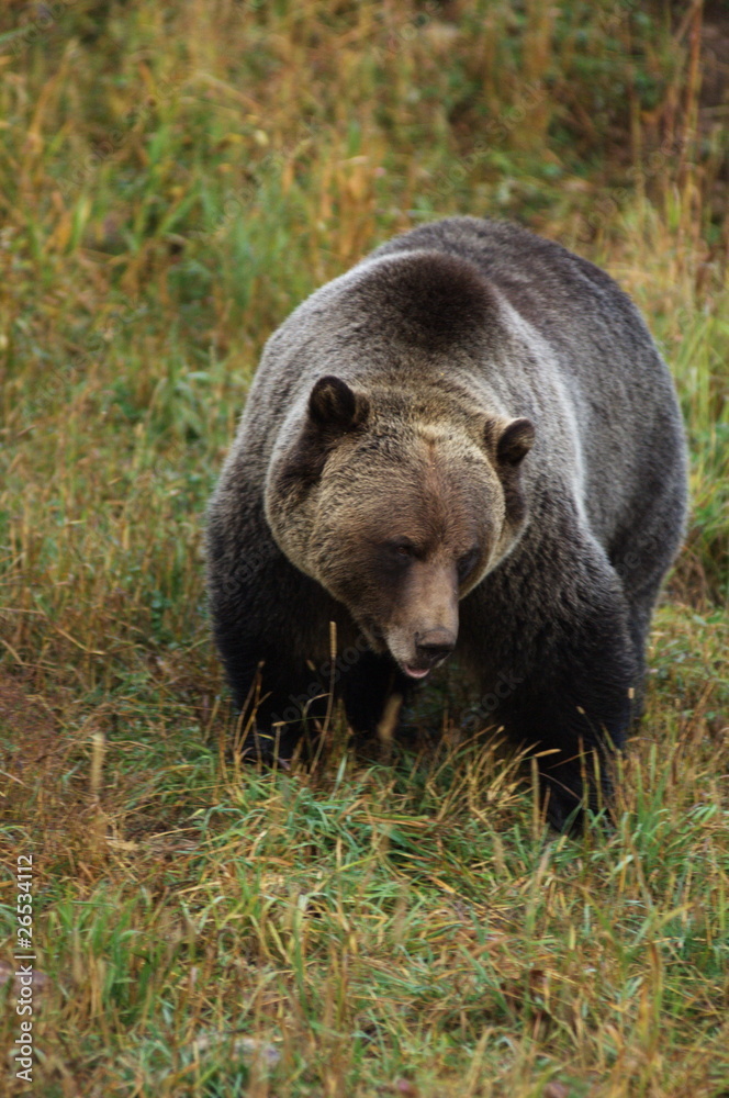 male Grizzly Bear walking through mountain meadow. male Grizzly Bear walking through mountain meadow.