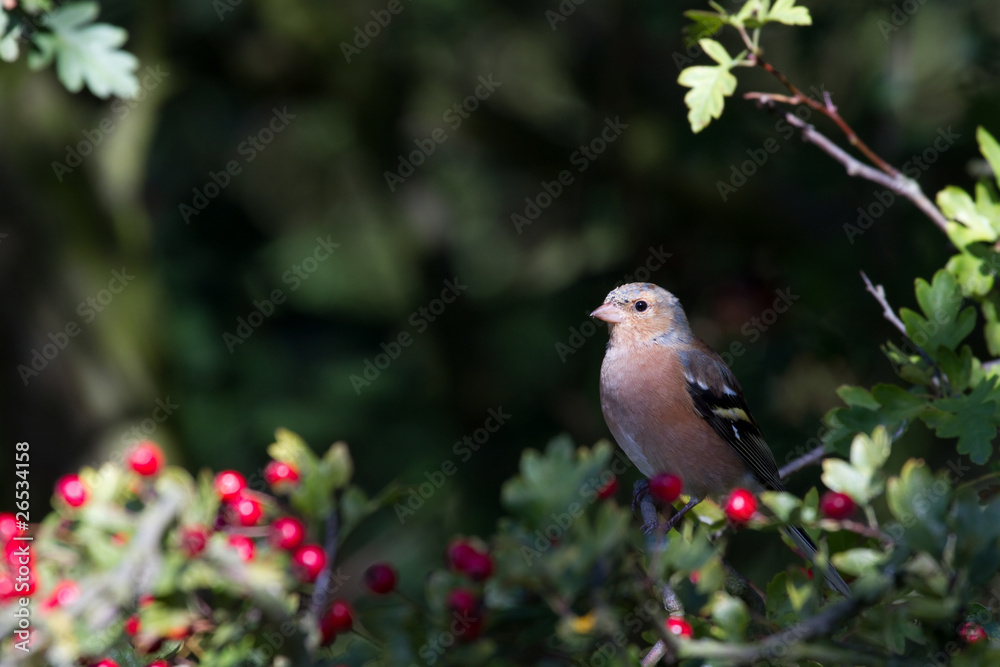 Obraz premium Chaffinch (Fringilla coelebs)