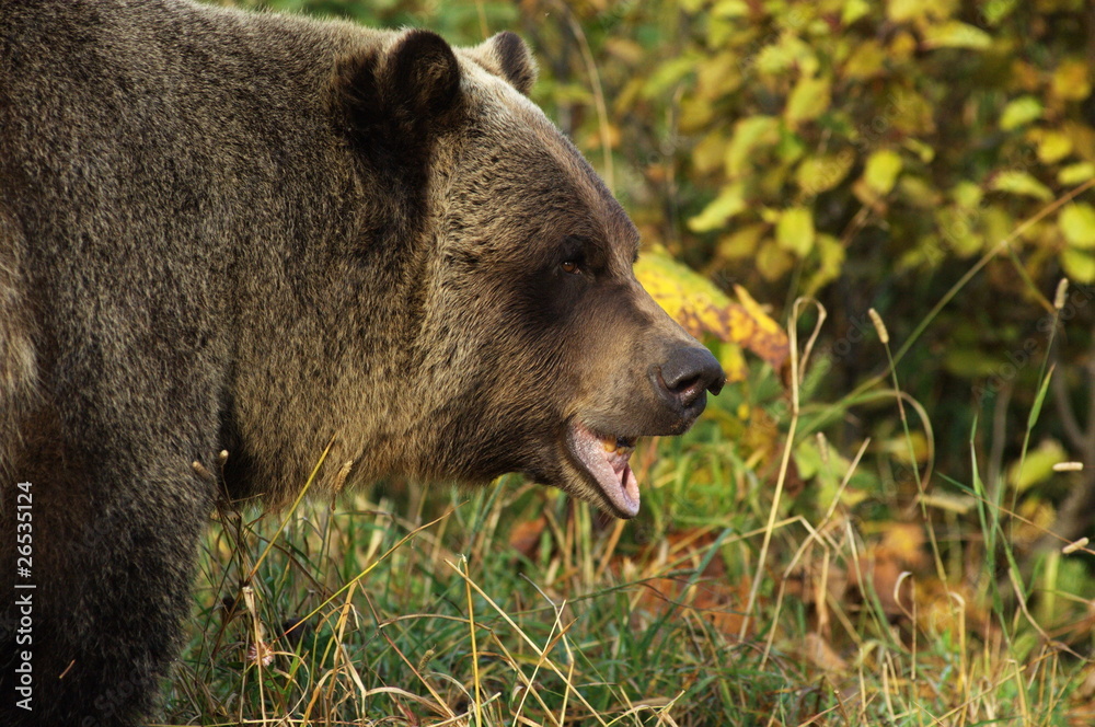 Fototapeta premium male Grizzly Bear walking through mountain meadow.
