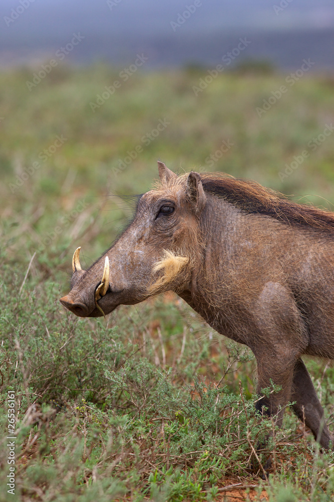 Warthog Portrait Warthog Portrait