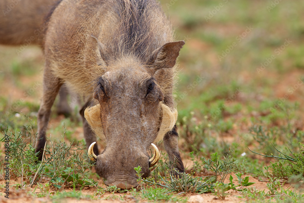 Warthog