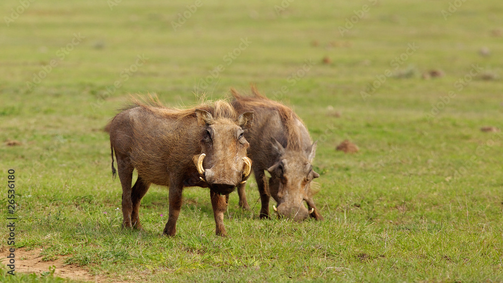 Warthog Pair Warthog Pair