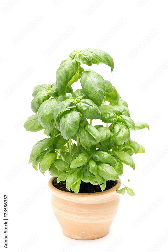 basil in pot isolated on white basil in pot isolated on white