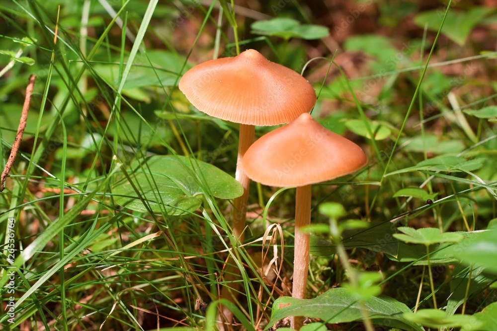 Mushroom Mushroom