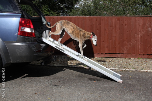 Dog Walking Down Ramp From Car