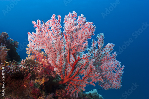 Red soft coral glowing on the tropical reef
