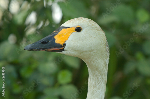 swan portrait 8535