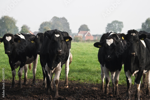 Fotografie Dutch Cows