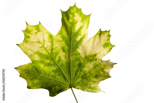 yellow maple leaf isolated ...