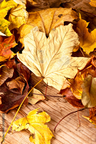 dried leaves