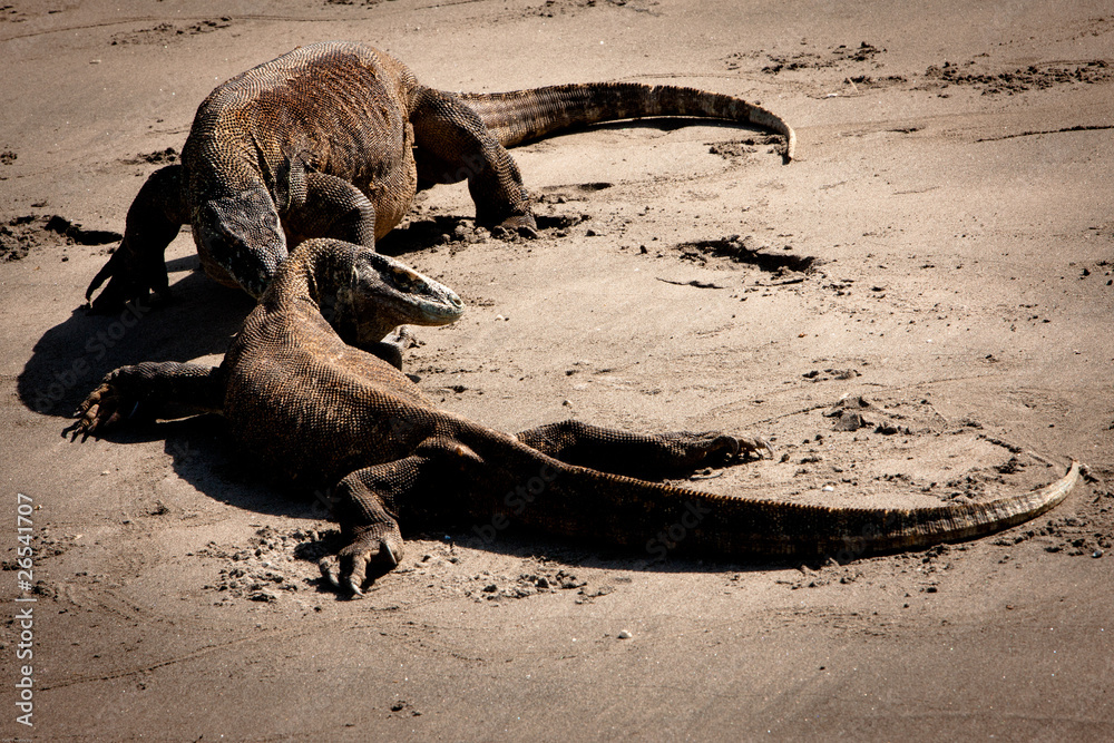 Fototapeta premium Komodo dragons
