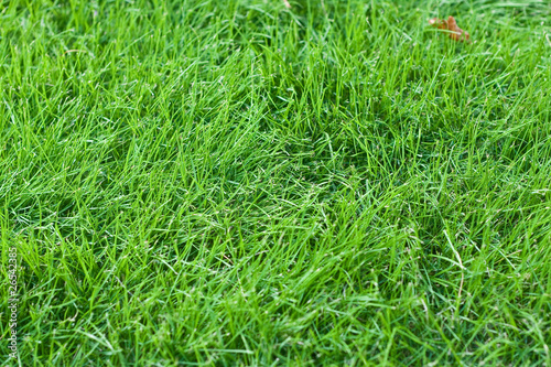 New Young Green Fescue Grass photo