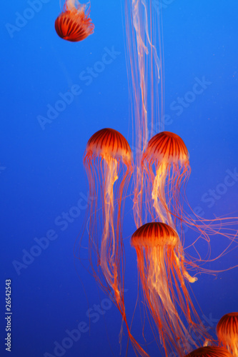 Orange decorative jellyfishes #26542543