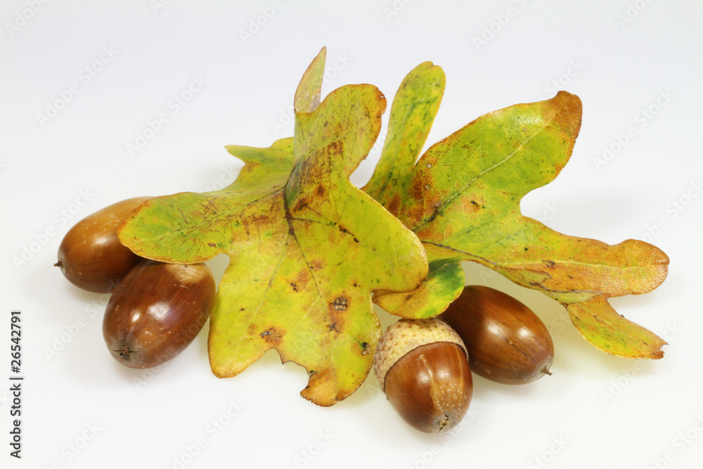 Eichel_36 StockFoto Adobe Stock