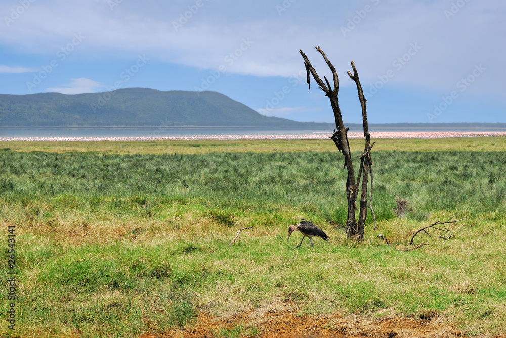 Dry plant and marabou stork, Nakuru Lake