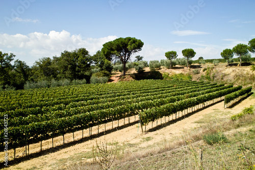 Vineyard