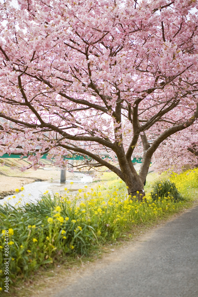 下賀茂の河津桜