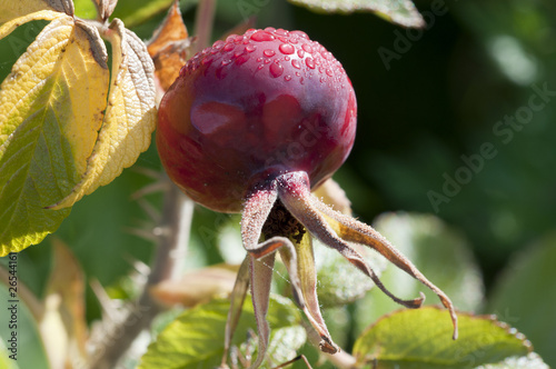 Hagebutte - Rosa canina photo