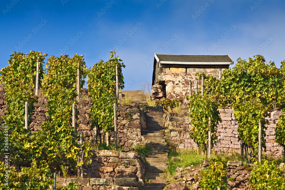 Eine Hütte am Weinberg in Radebeul.