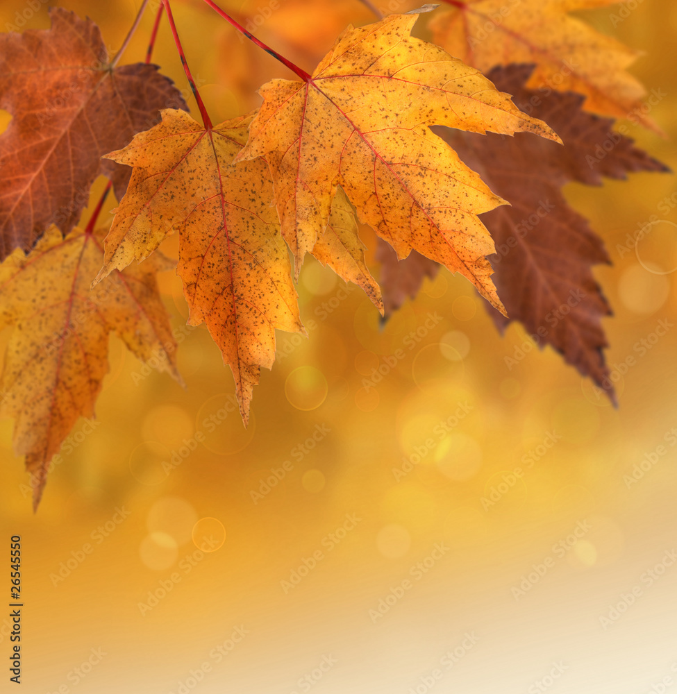 Autumn leaves with shallow focus background