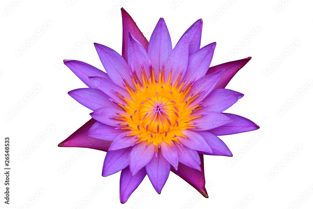 purple lotus