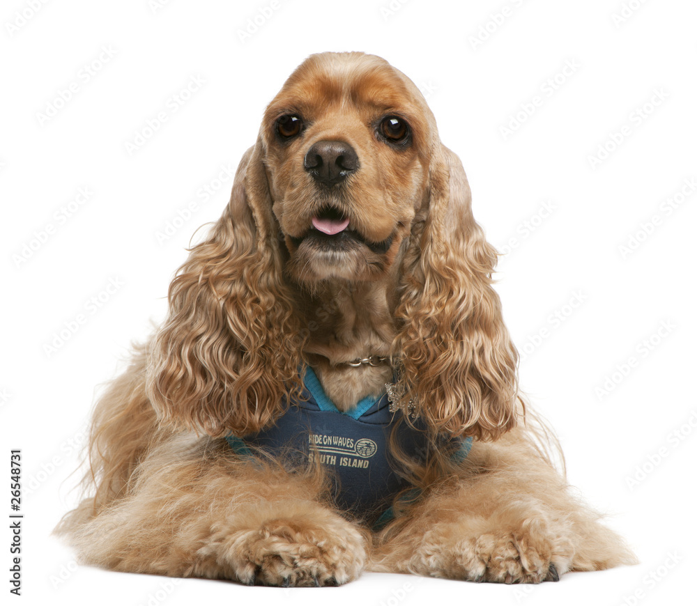 American Cocker Spaniel, 3 years old, dressed up and lying