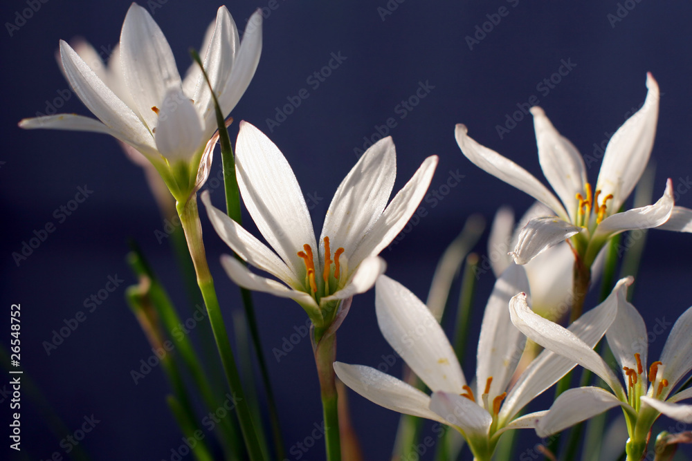 Zephyranthes grandiflora flower Zephyranthes grandiflora flower