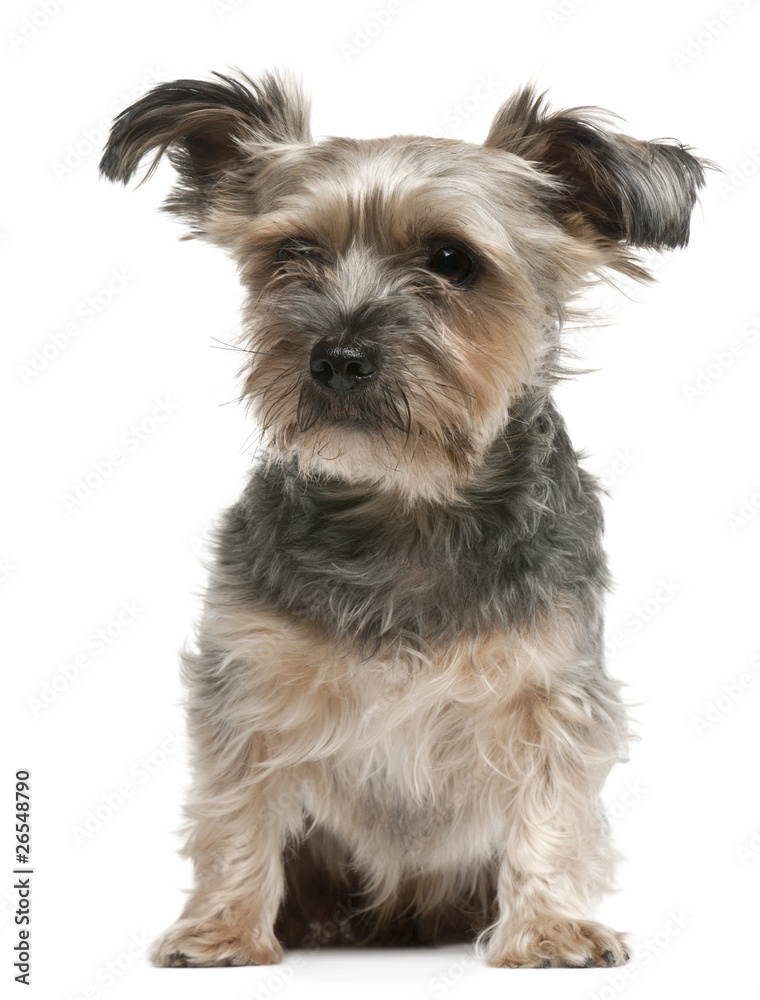 Yorkshire Terrier, 3 years old, sitting